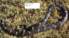 Chain-stuuft