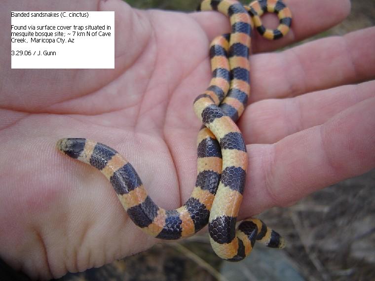 sandsnakes
