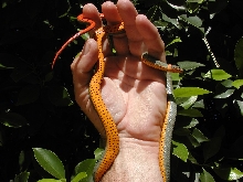 Finest Regalis