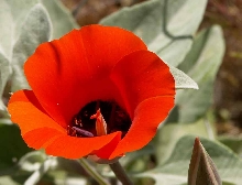MariposaLily