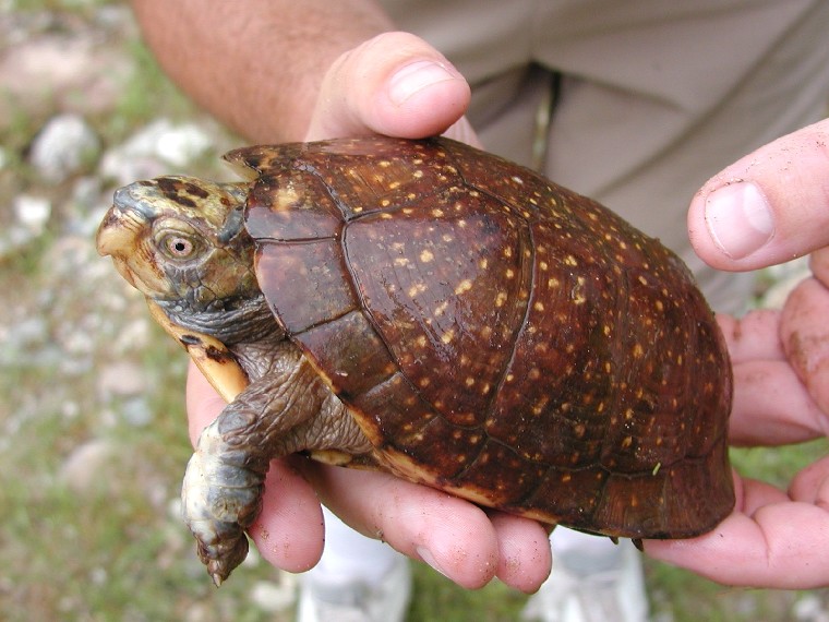 Spotted box turtle