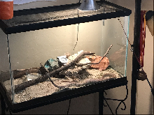 casa de coachwhip