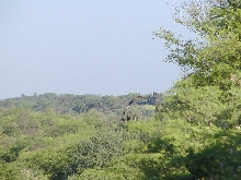 Alamos Sonora