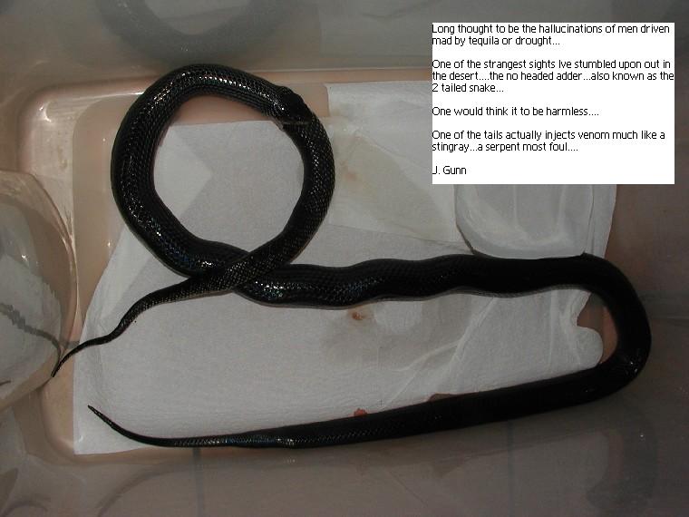noheaded snake