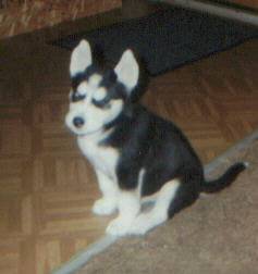 BABY BOY