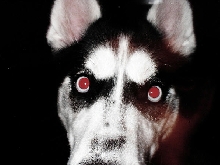 BLOODSHOT