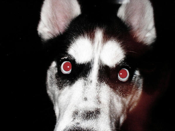 BLOODSHOT