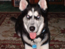 "SYBER" THE SIBERIAN