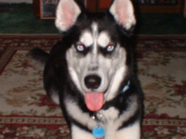 "SYBER" THE SIBERIAN
