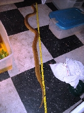 Mole Snake 1