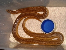 Mole Snake 2