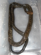 Pseustes giant