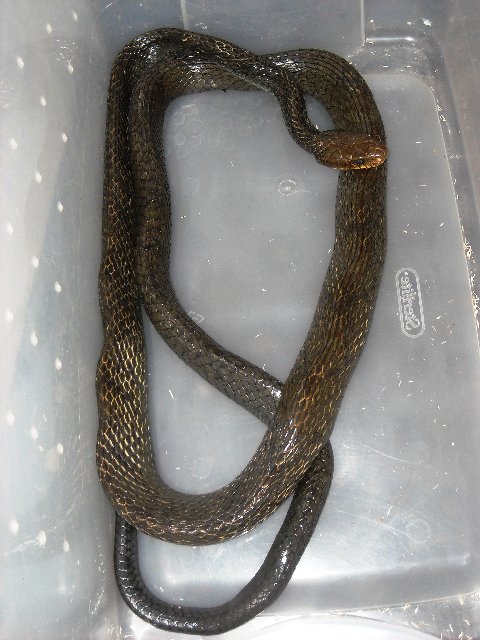 Pseustes giant
