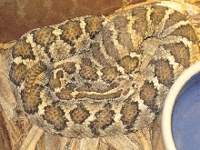 C. enyo gravid