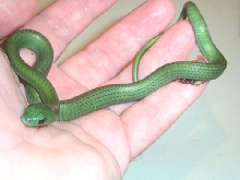 Red Chironius 3