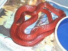 Red Chironius 4