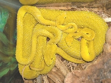 Insularis large