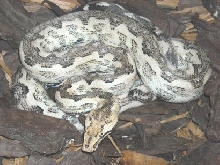 Candoia pulsoni