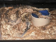 Pulsoni Breeding
