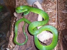 P, viridissimus 2