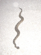 Eastern Diamondback 1