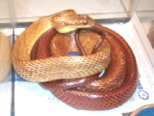 Pseustes s. 5
