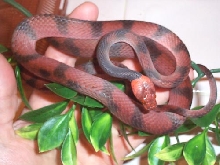 Siphlophis gravid