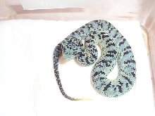 Squam blue