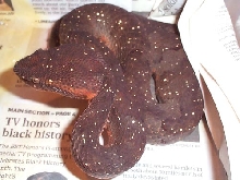 Trimeresurus puniceus speckled