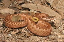 Vipera orlovi