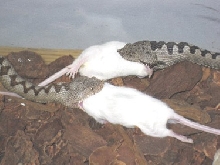 Vipera Eating