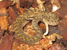 C. t. armstrongi2