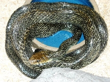 Pseustes giant 3