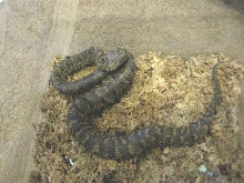 Cerataphora green gravid