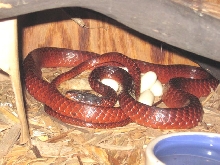 Red Chironius 2
