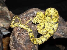 Cerataphora gold
