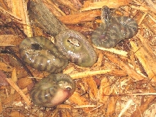 Death Adder babies 3