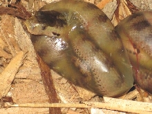 Death Adder babies 1