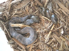 Death Adder babies 2