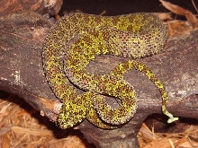 Mang viper