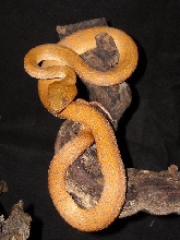 T. fasciatus