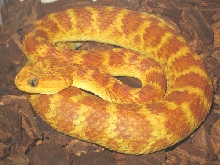 Squam gravid again