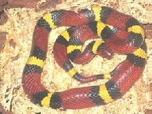 Scarlet king gravid 1