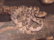 Three horned viper