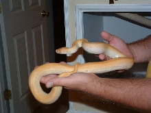 Albino patternless burm