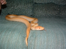Another pic of Albino patternless burm