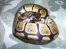Ball python in a Ball