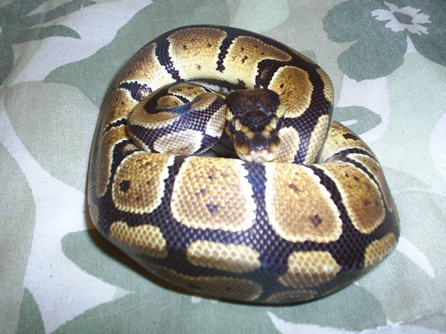 Ball python in a Ball