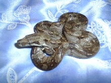 Nicaraguan boa