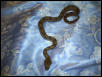 Nicaraguan boa